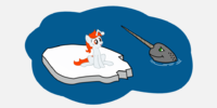 Narwhal 404