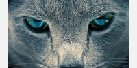 The Background