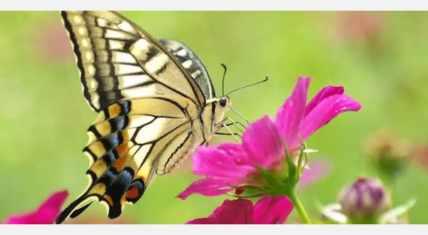 Image with the style